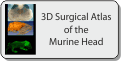 3D Surgical Atlas of the Murine Head